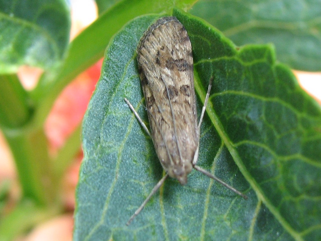Pyralidae?